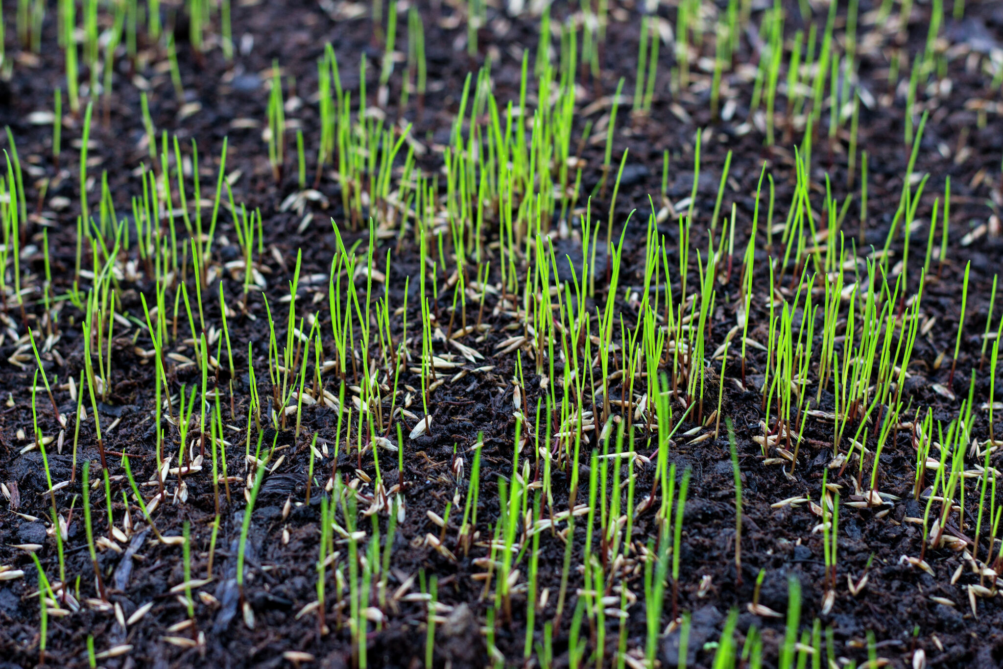 Planting spring store grass seed