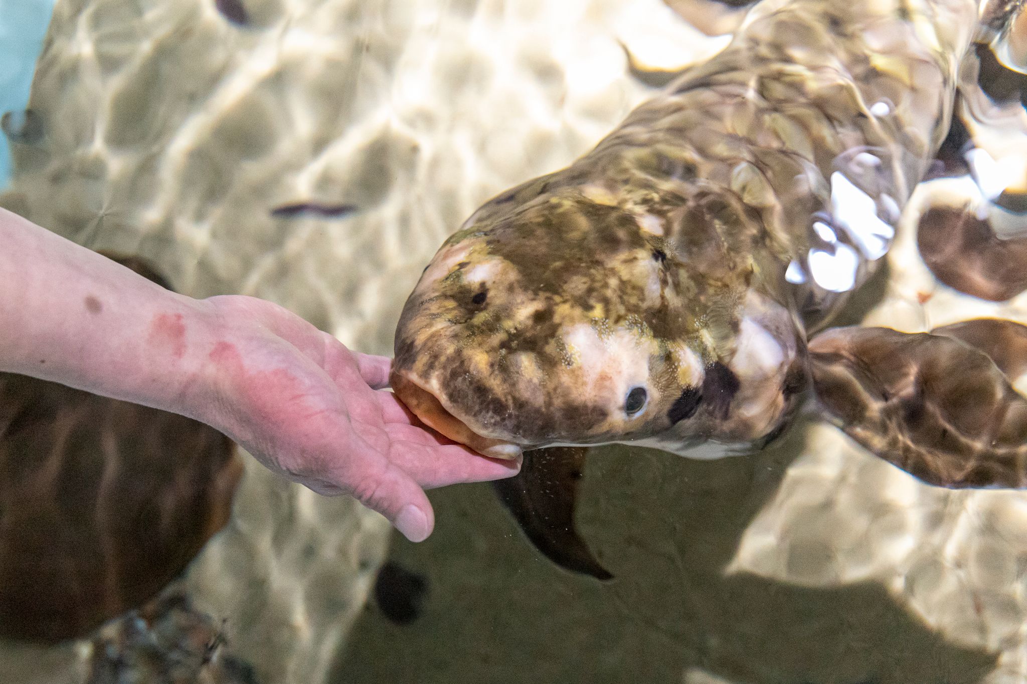 The Oldest Fish In Any Aquarium In The World Is Right Here In SF   RawImage 