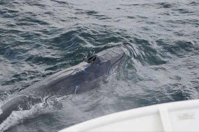 Super Rare Whale Frequents Texas Coast, New Study Says