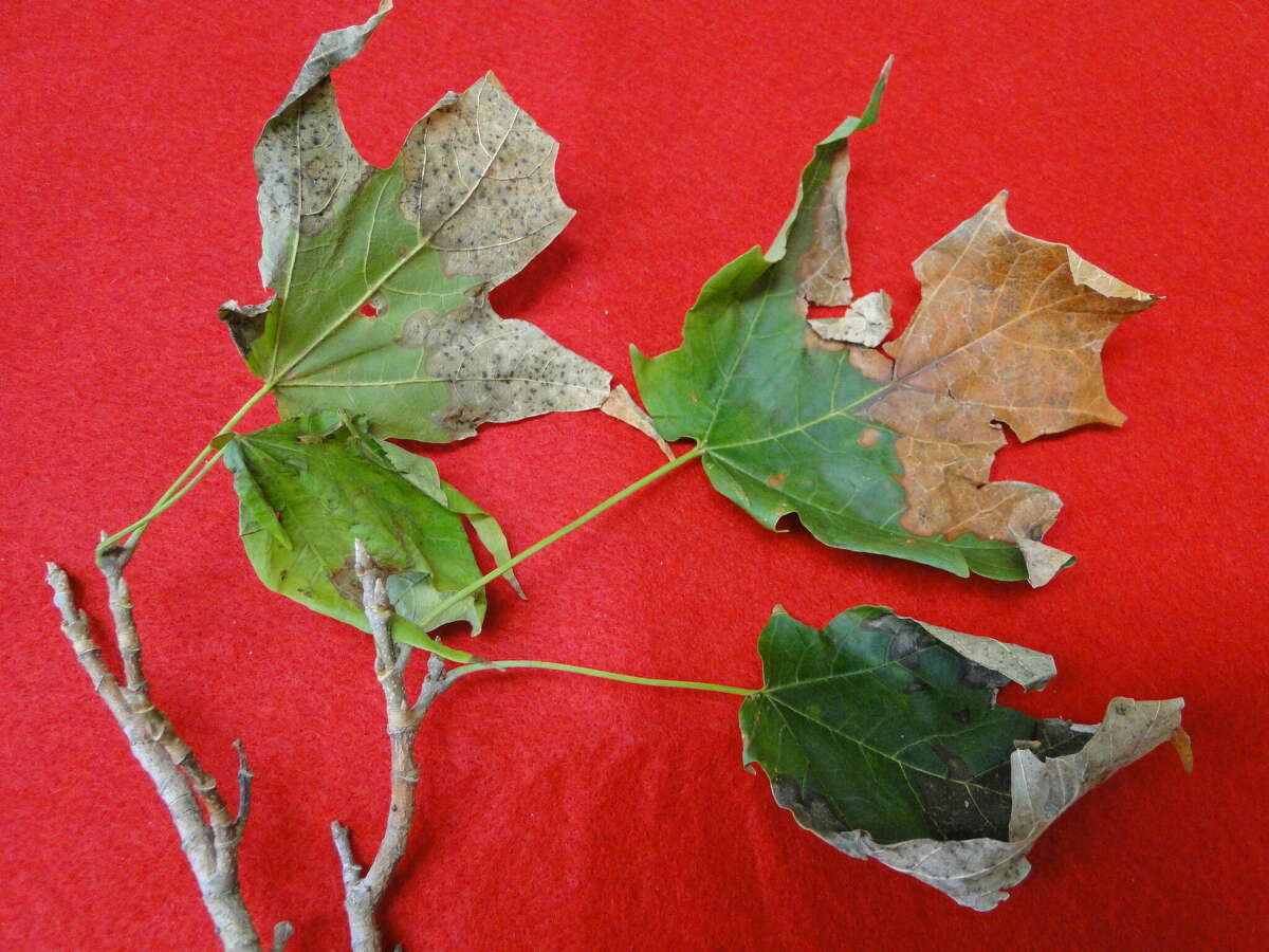 red maple leaf disease