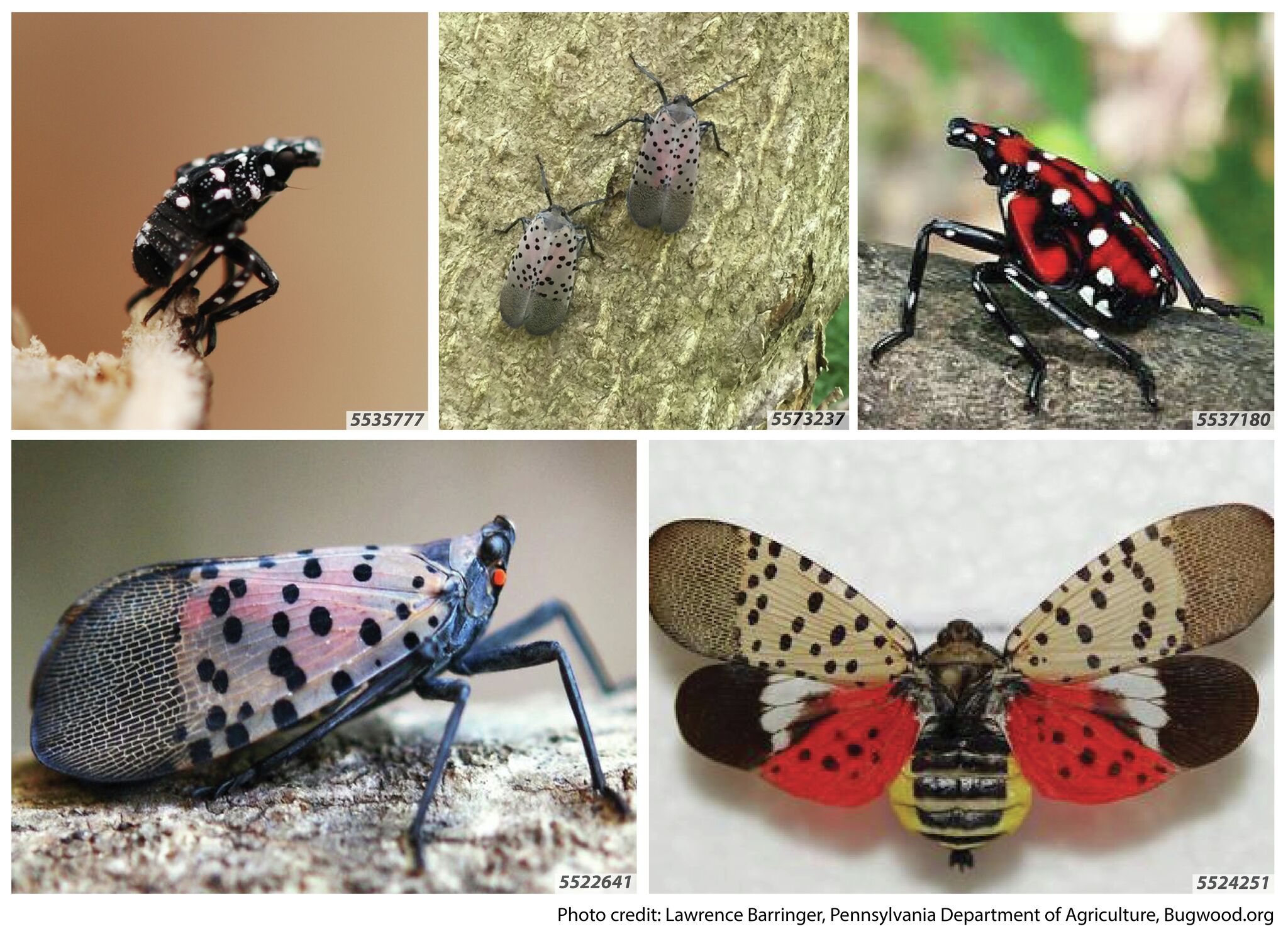 Michigan’s fruit crop threatened by spread of spotted lanternfly