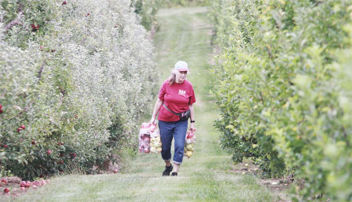 Apple picking now offered at Eckert's in Grafton