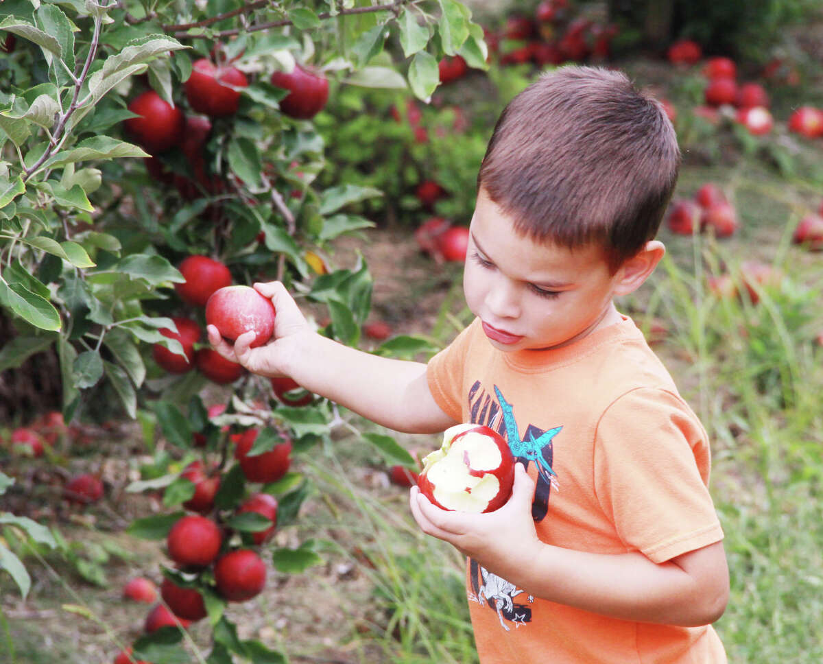 Apple picking now offered at Eckert's in Grafton