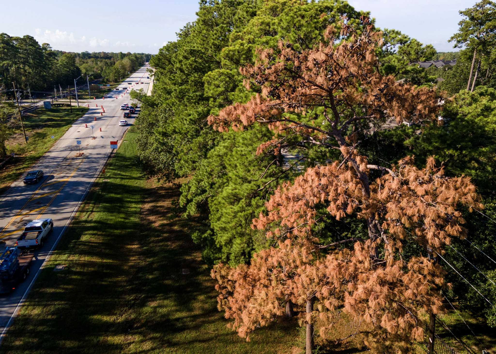 How to help your trees recover from this year's freeze, drought