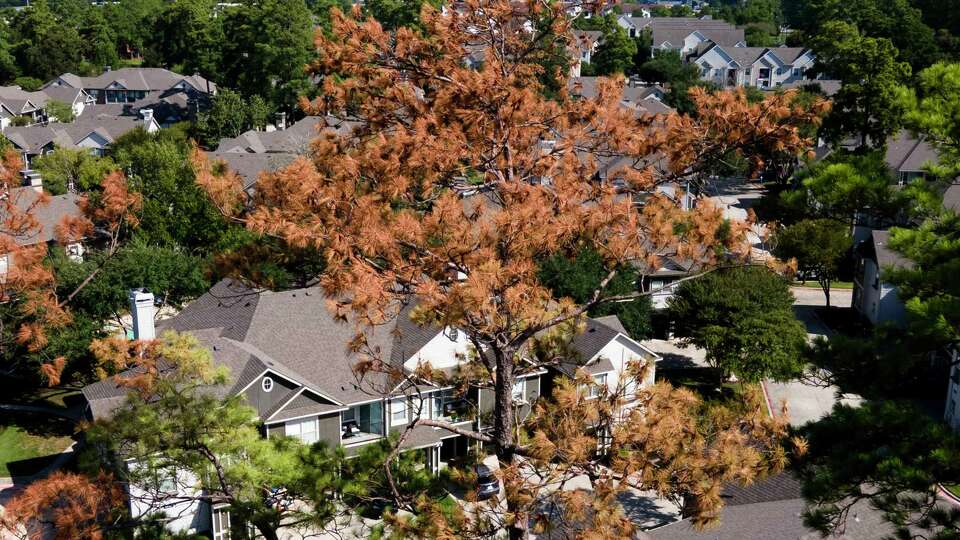 A drought stressed tree is seen in an apartment complex, Thursday, Sept. 21, 2023, in New Caney. Many trees leaves have turned brown a drought conditions and several days this summer with temperatures of more than 100 degrees have stressed the vegetation across the region.