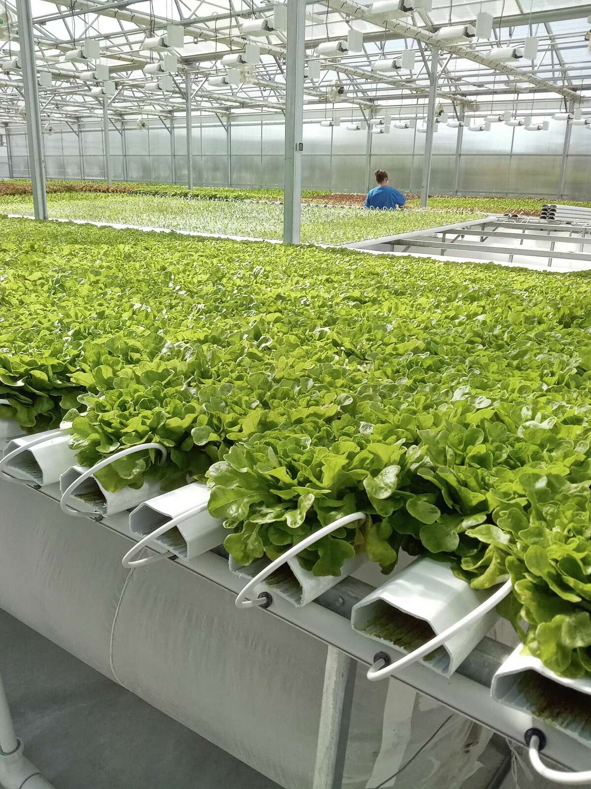 Torrington hydroponic farm's produce sold around state
