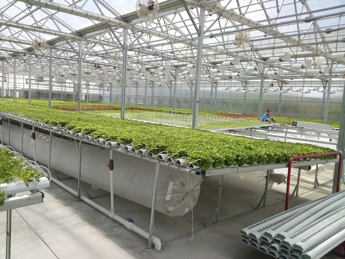 Torrington hydroponic farm's produce sold around state