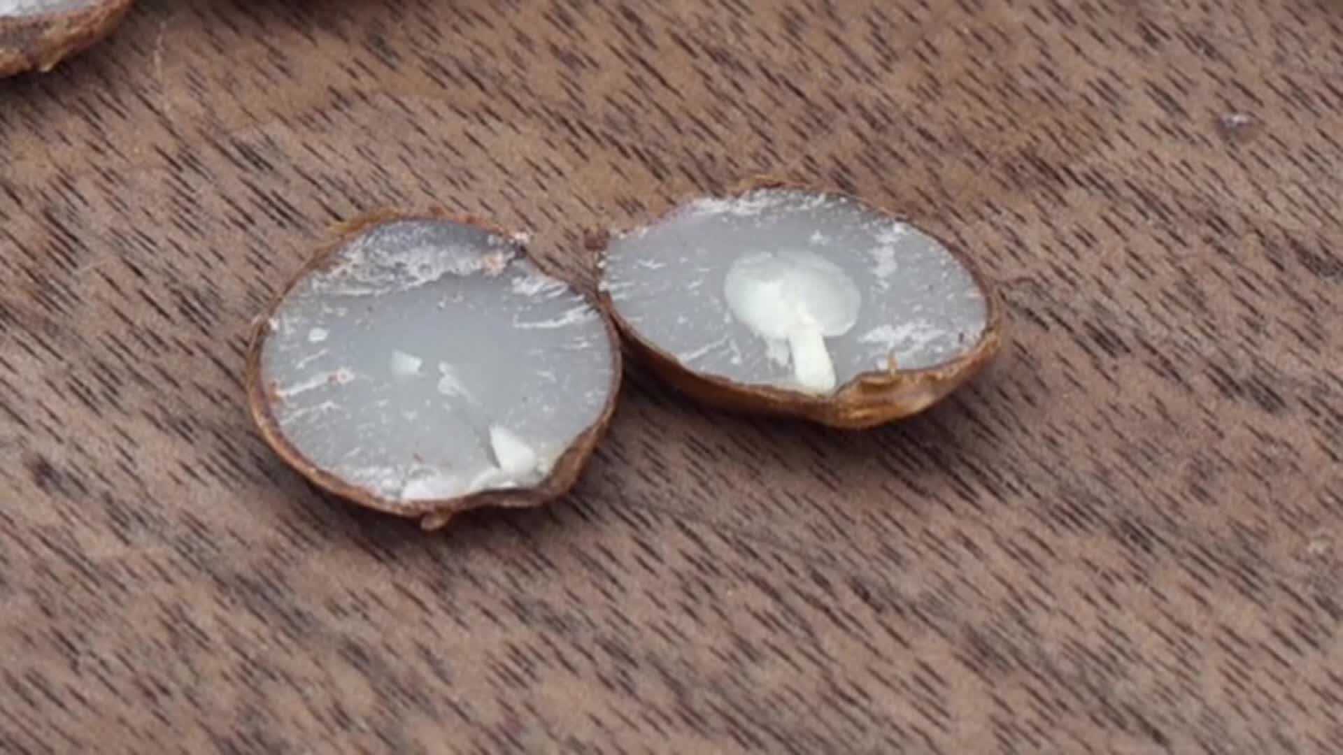 How accurate are persimmon seeds in predicting winter weather? | WHNT.com Persimmon fruit weather prediction