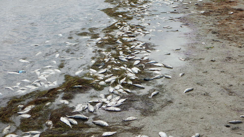 This Sept. 14, 2015 photo provided by the Texas Parks and Wildlife Department shows gulf menhaden carcasses washed along the shoreline of Packery Channel in Corpus Christi, Texas. The fish kill is related to the current red tide bloom. (Paul Silva/Texas Parks & Wildlife Department via AP)