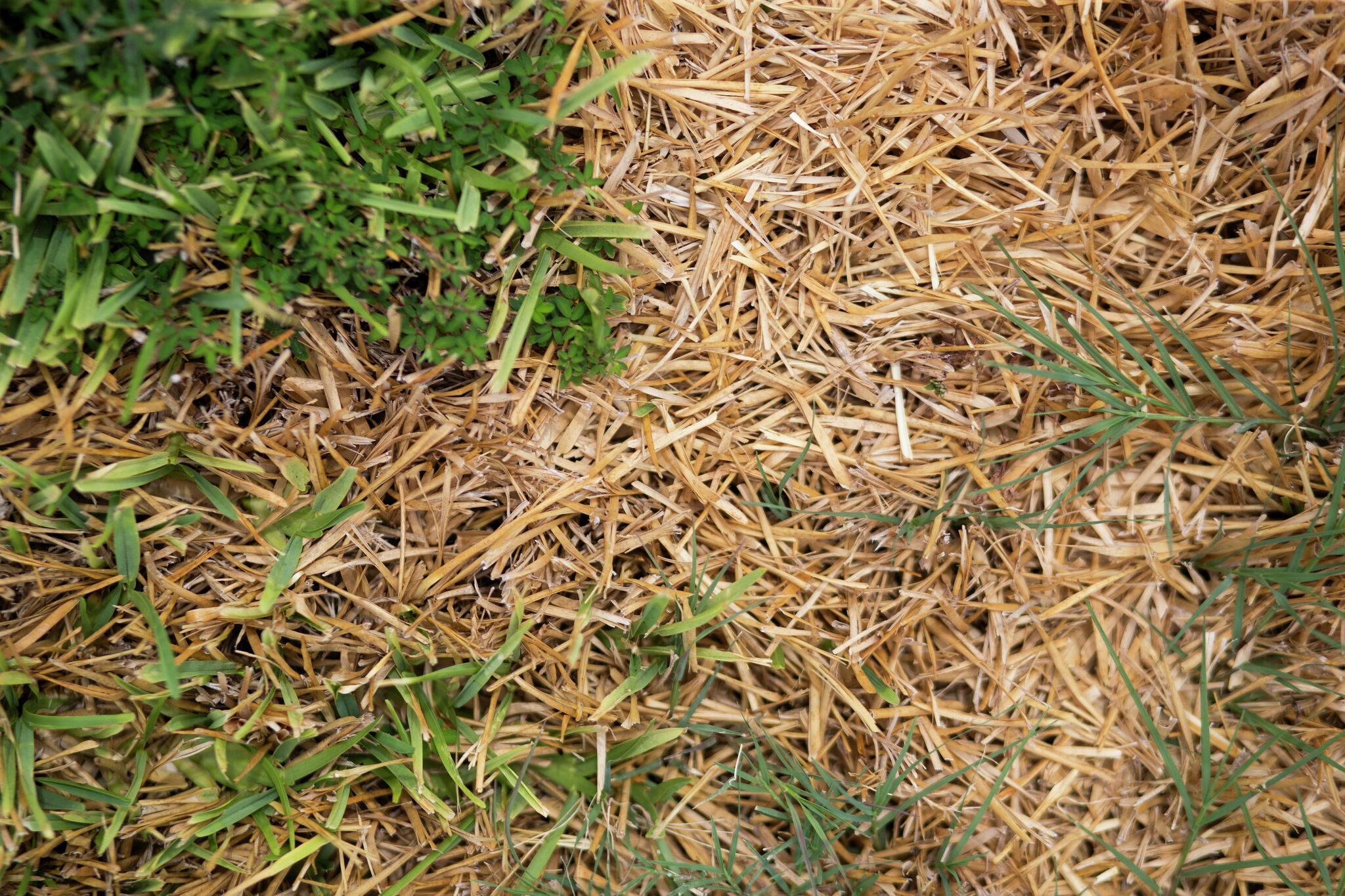 Anyone use straw on their lawns?