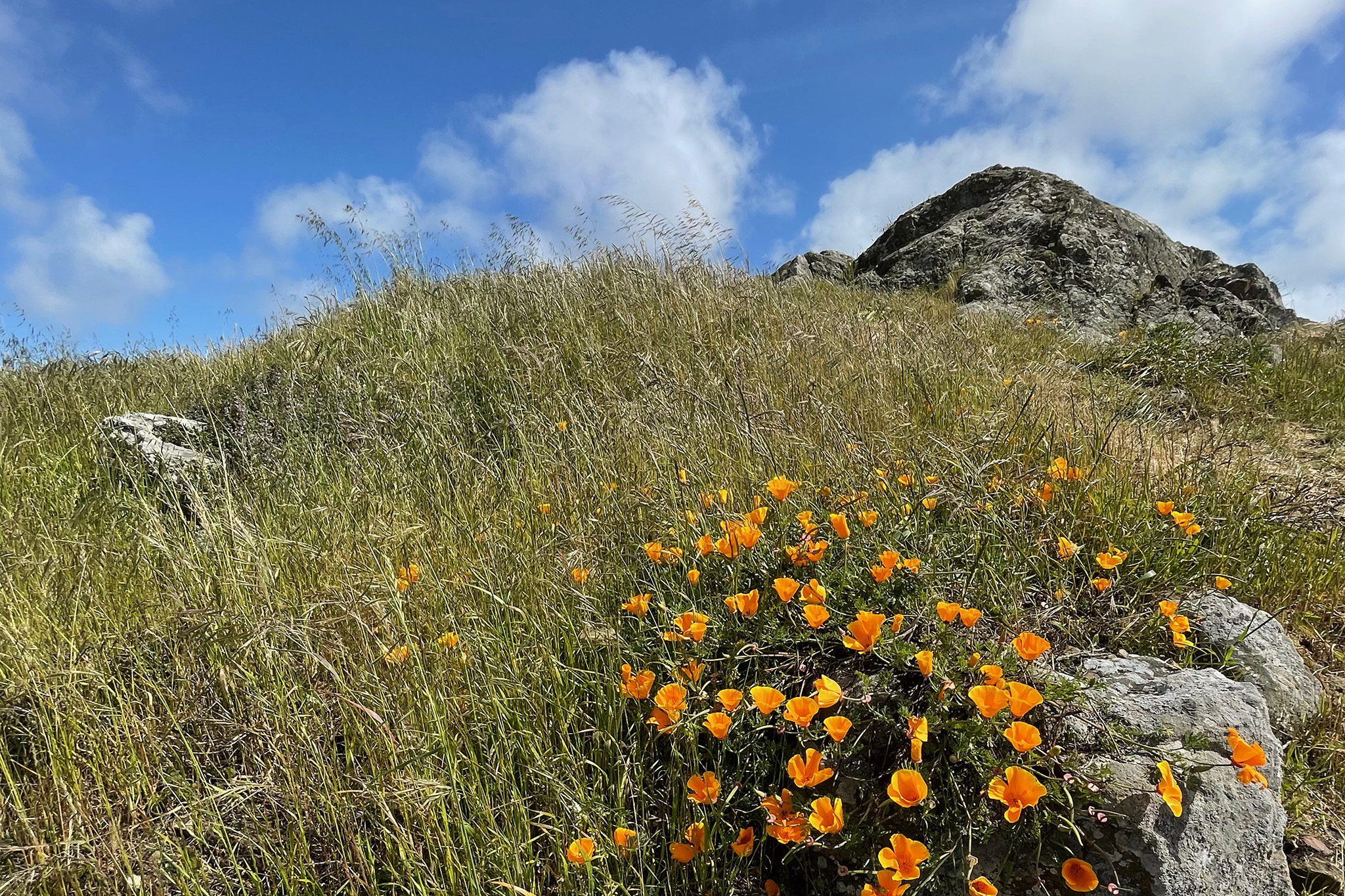 Almost no one knows this secluded San Francisco park even exists