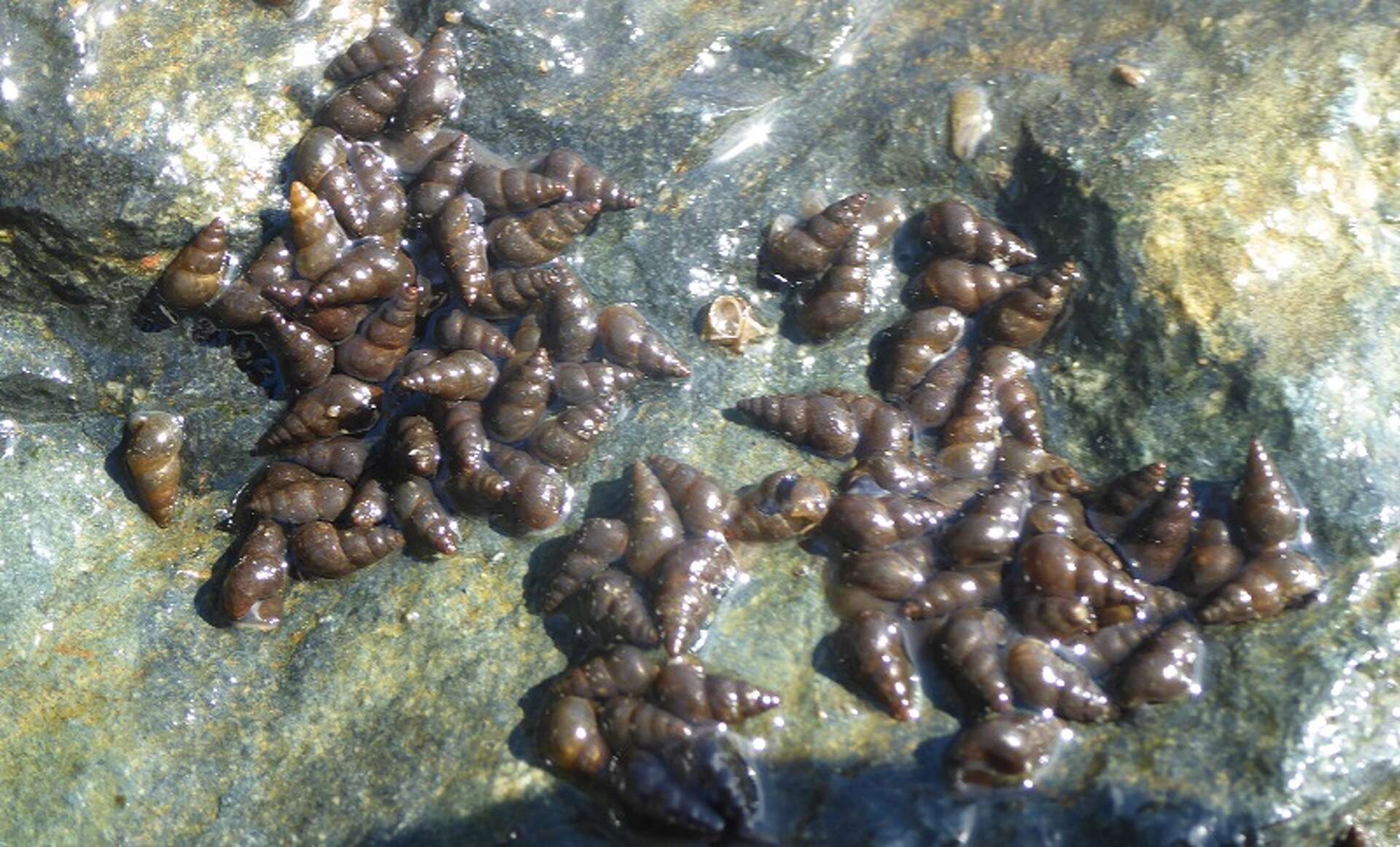 Invasive aquatic snails discovered in Lake Tahoe for the first time