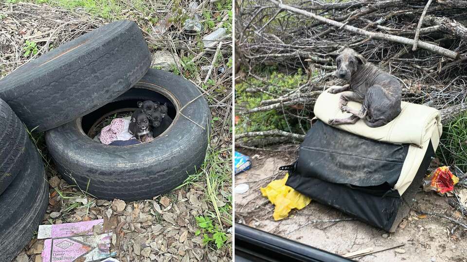 Abandoned puppies and dog at Melrose Park. 