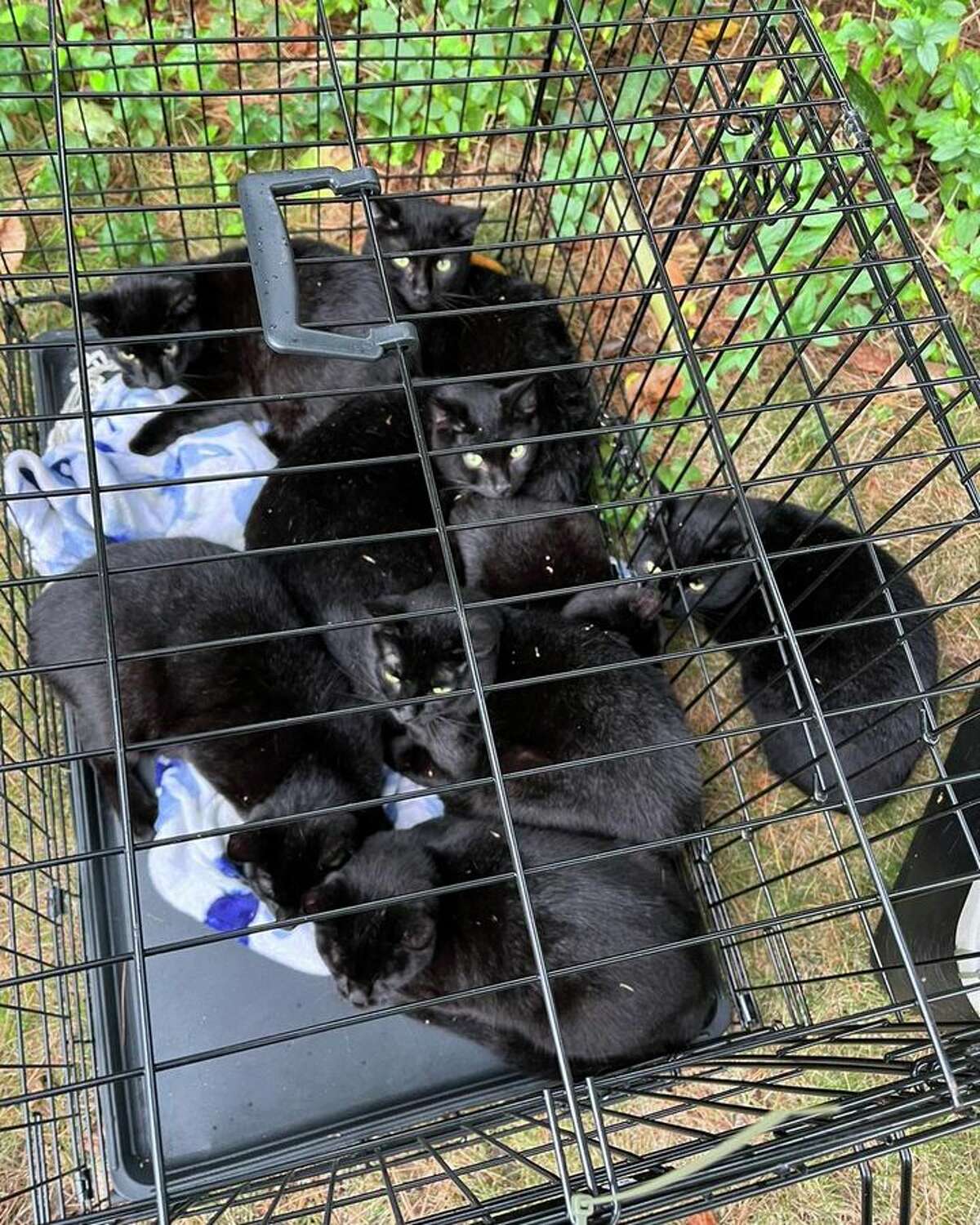 Crates containing cats were left on River Road over the weekend, according to Stratford Animal Control. 