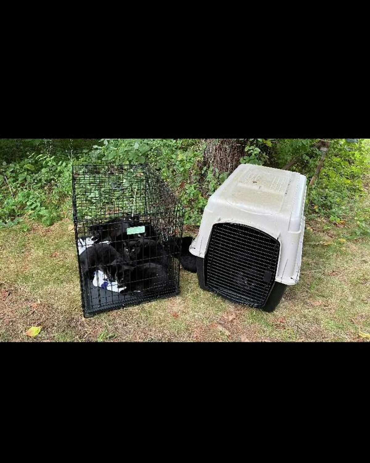Crates containing cats were left on River Road over the weekend, according to Stratford Animal Control. 