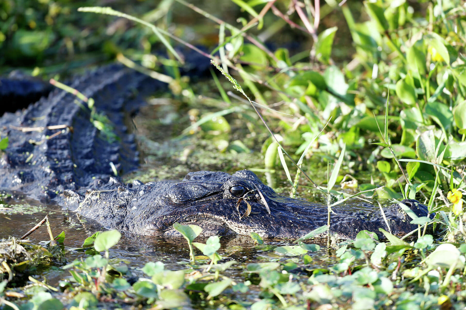 Fulshear Police escort alligator back to water from Cross Creek Ranch