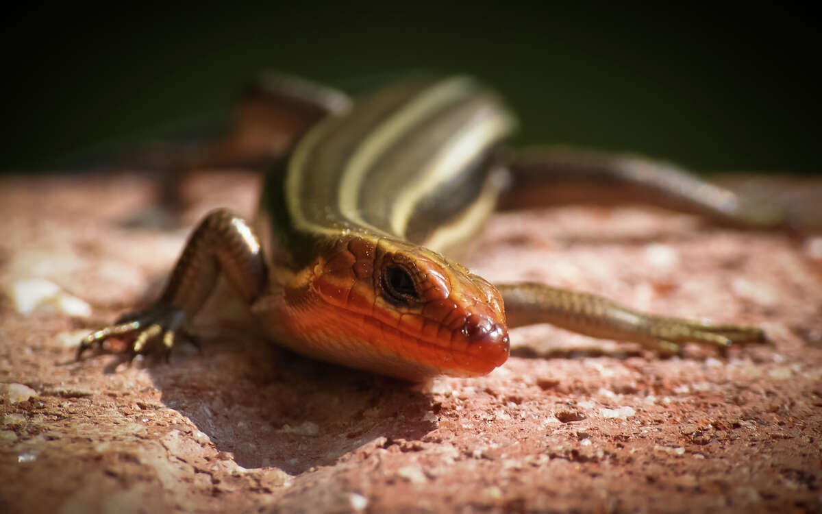 New York Lizards: The Five-Lined Skink - New York Almanack