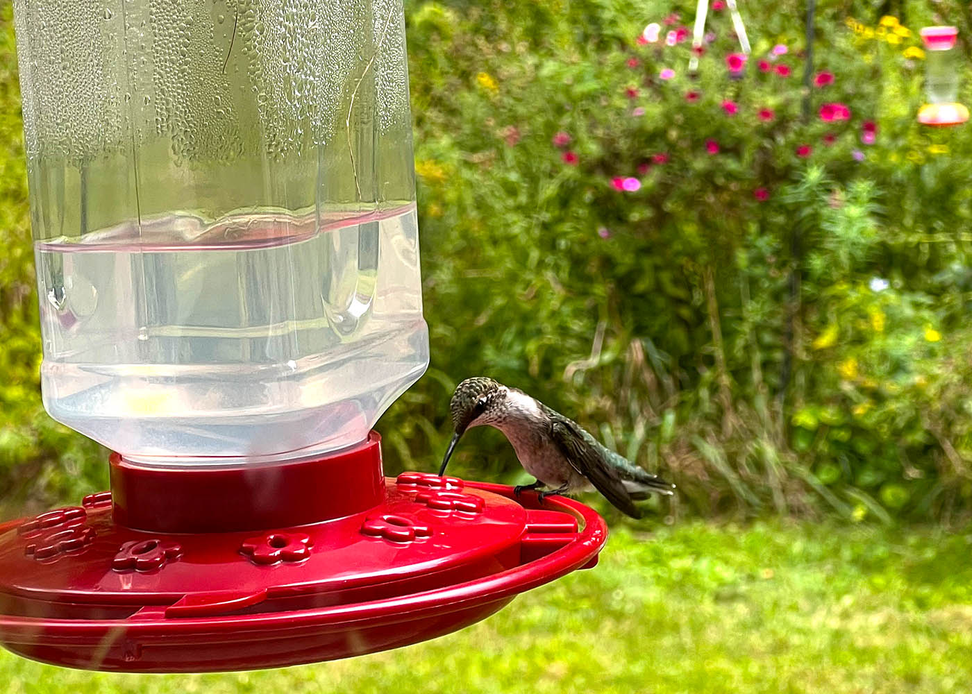 How to help migrating hummingbirds