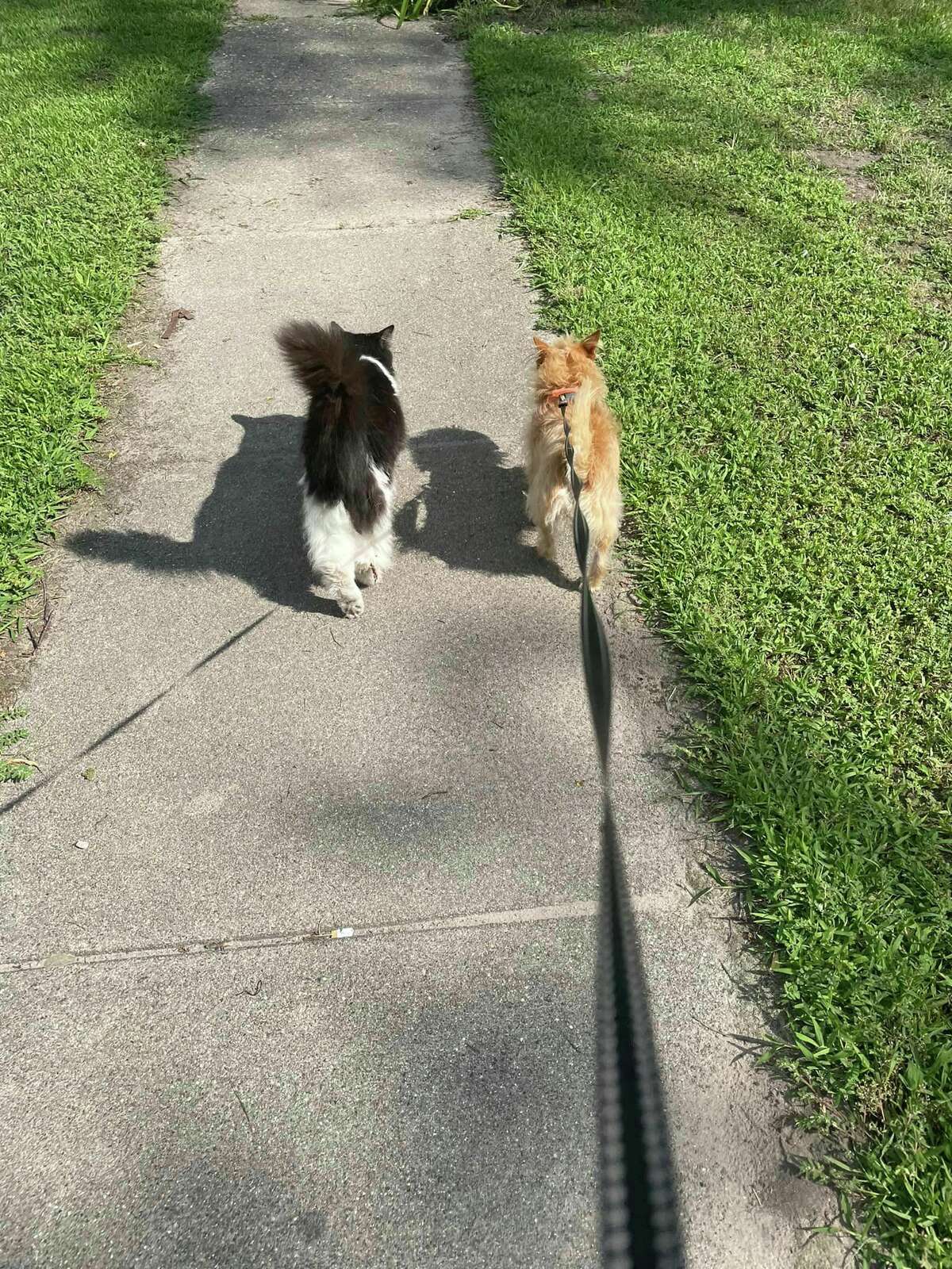 Nick the Cat and Josie LaVier, a fetching Chihuahua and shih tzu mix, take a stroll together on Grove Street in Midland.