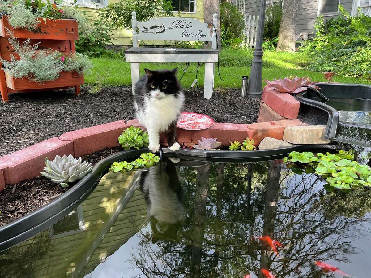 Nick the Cat reflects on the difference he's made in his neighborhood as he glances into his pond at his home on Grove Street in Midland. 