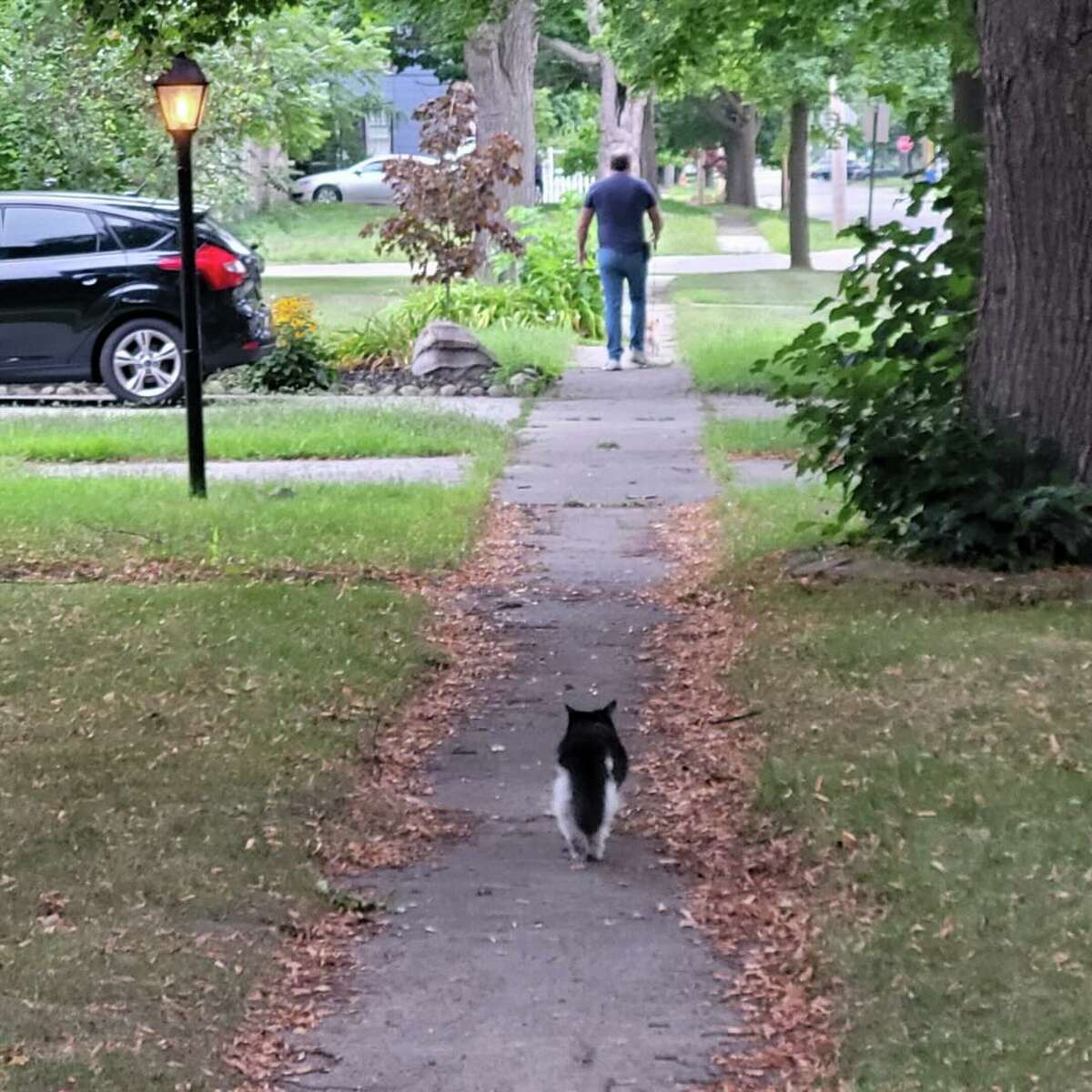 Nick the Cat makes the rounds in his neighborhood on Grove Street in Midland. 