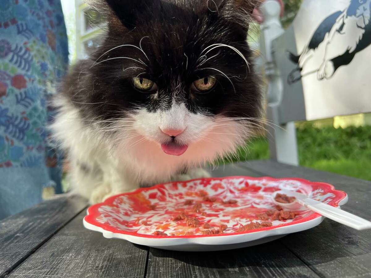 Nick the Cat takes a time out for a quick bite at his home on Grove Street in Midland. 