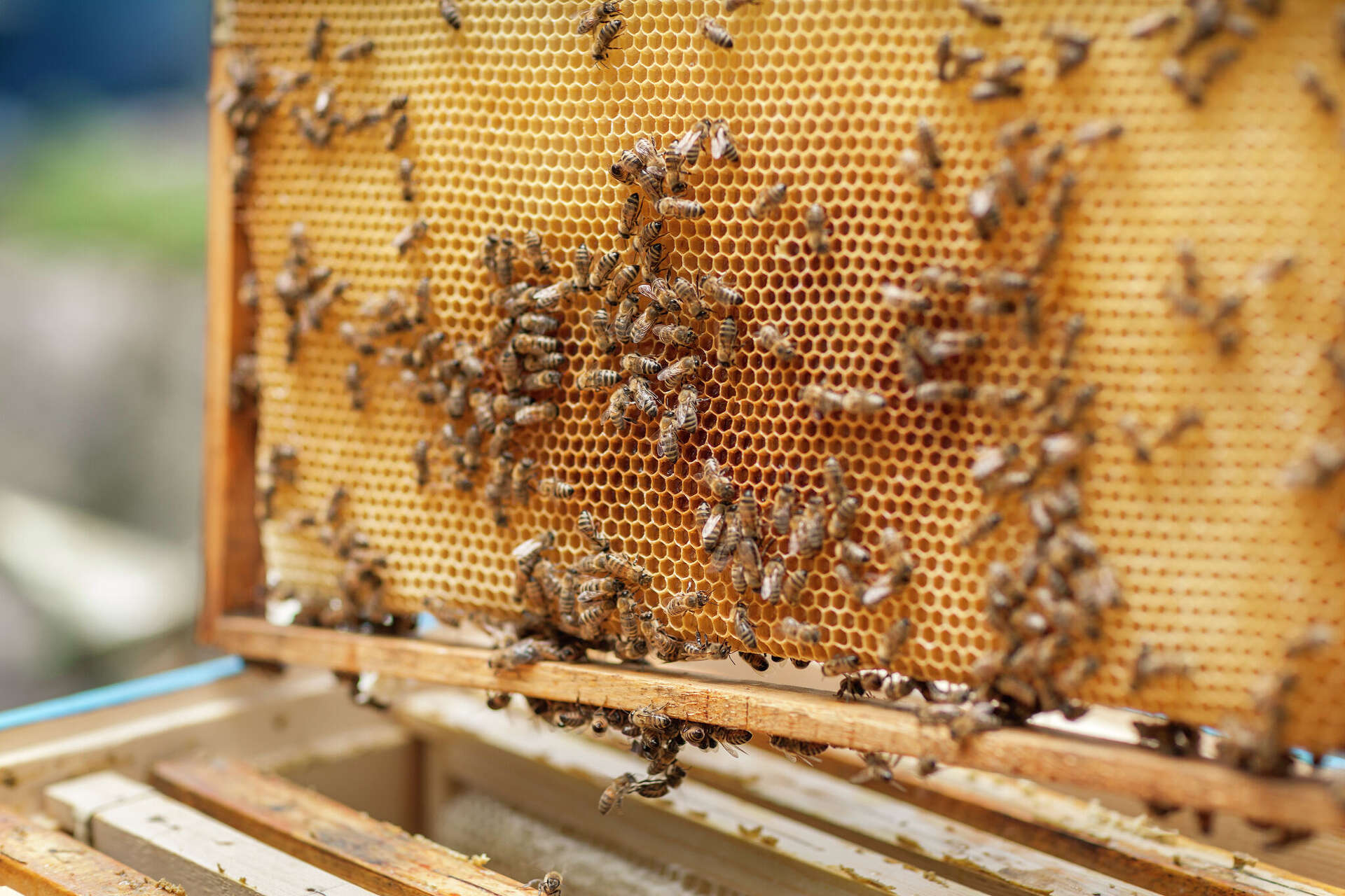Beekeeping is on the rise in San Antonio, following statewide trend