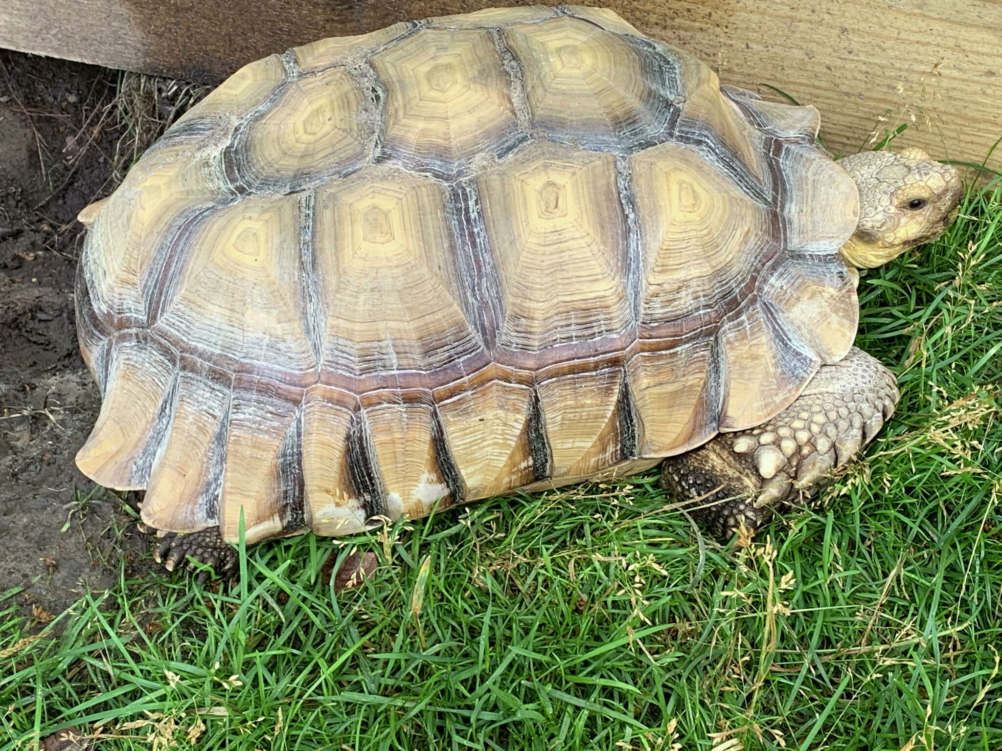 Hope Township family seeks missing sulcata tortoise