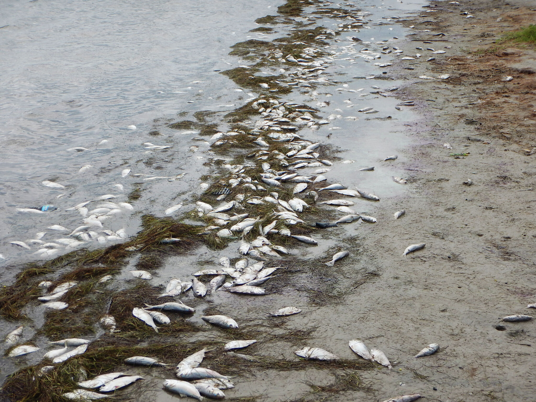 Red tide is back along Texas shores as algae blooms kill fish