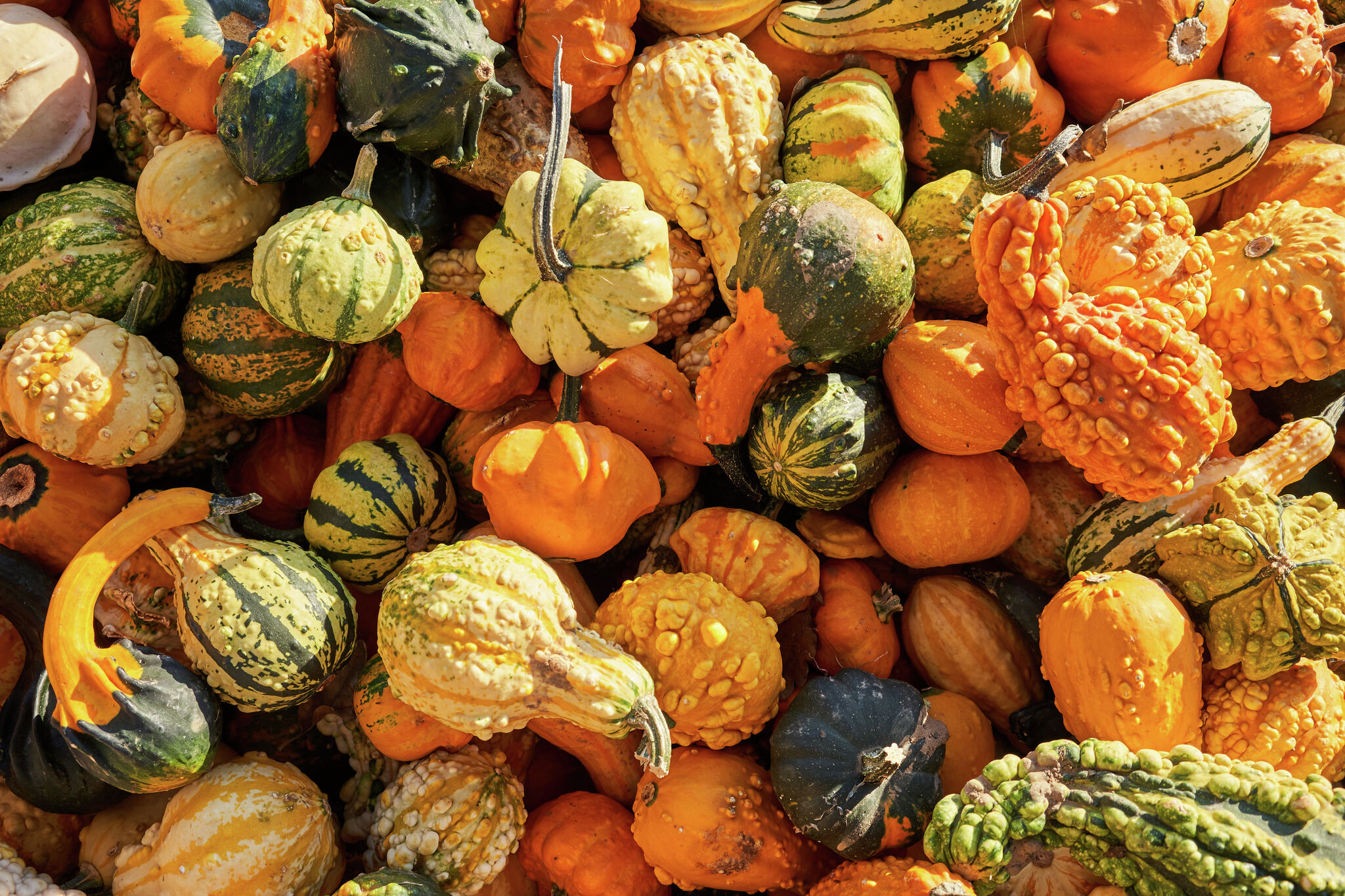 How Long Do Decorative Gourds Last?