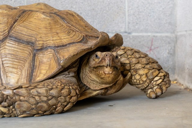 Missing 200-pound tortoise found in Dallas reunited with owner