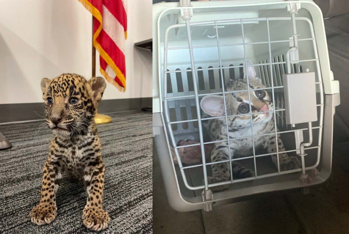 Texas couple is arrested for sale of 2 exotic feline cubs