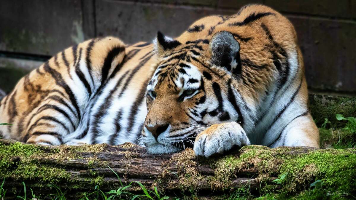 Amur tiger  Saint Louis Zoo