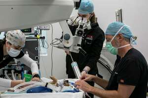 (Left to right) Technician Nicole Palumbo, technician Randall Ruffner, and Dr. Drew Greller, right, Veterinary Ophthalmologist at South Texas Veterinary Ophthalmology, prep Miley for cataract surgery in the operating room at San Antonio Veterinary Specialists on Wednesday, Sept. 27, 2023 in San Antonio.