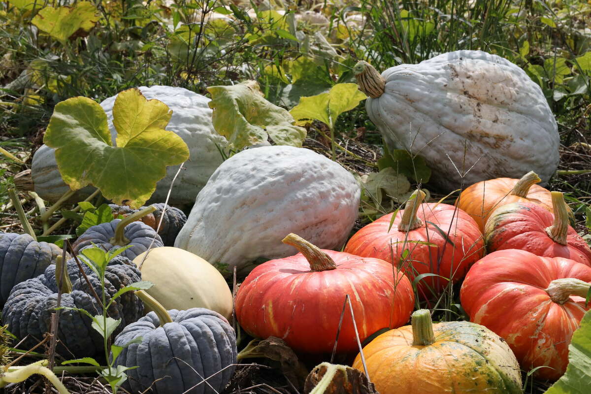 ct-to-have-plenty-of-pumpkins-this-year-despite-wet-summer