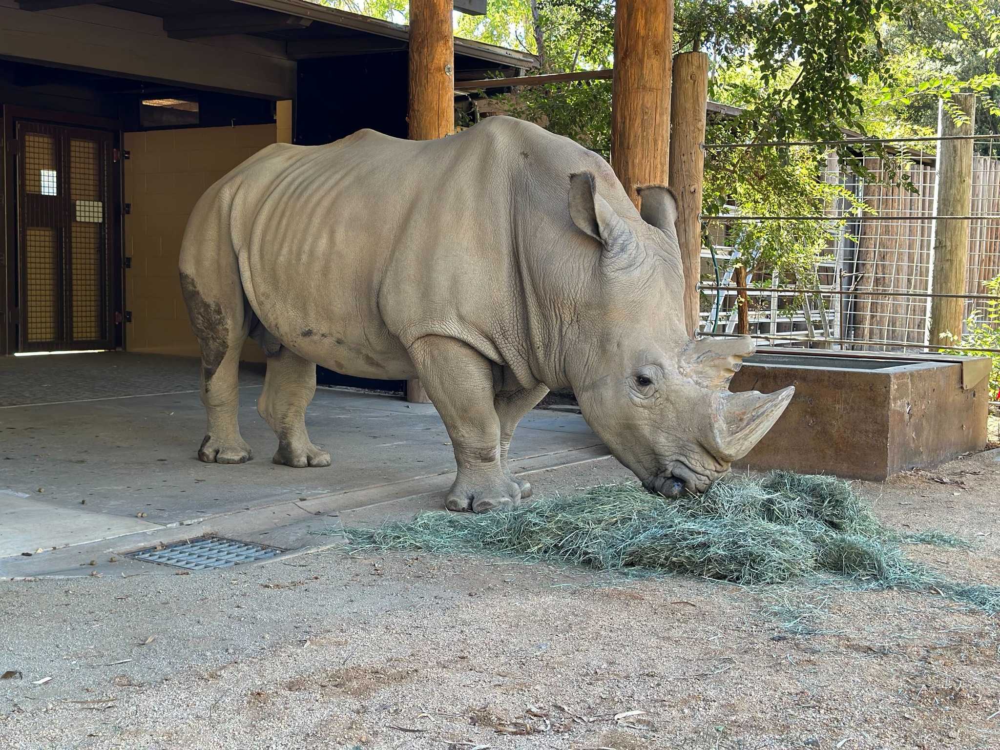 Zoo welcomes 28-year-old white rhinoceros