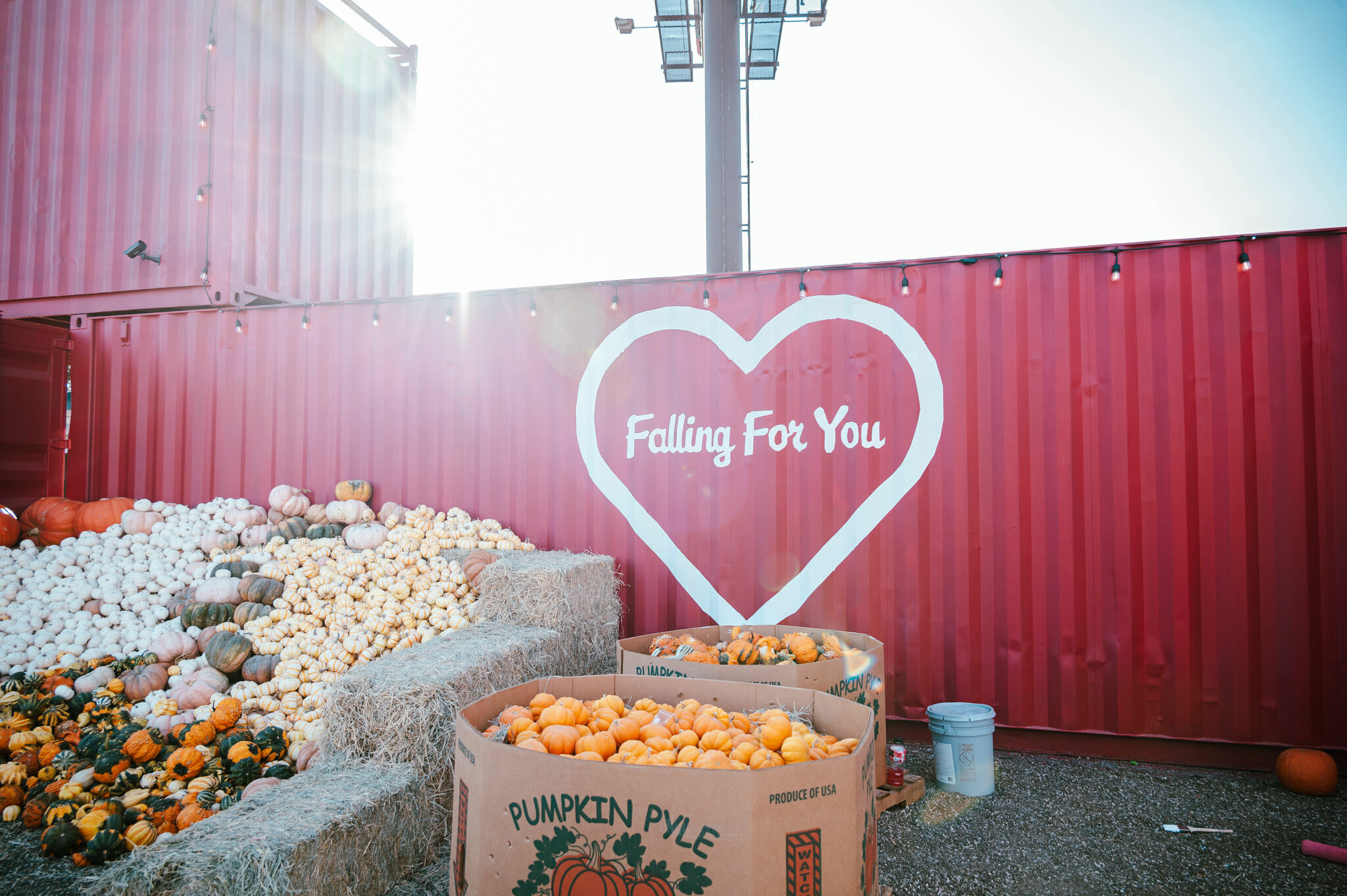 Massive Pumpkin Patch Festival opens in San Antonio