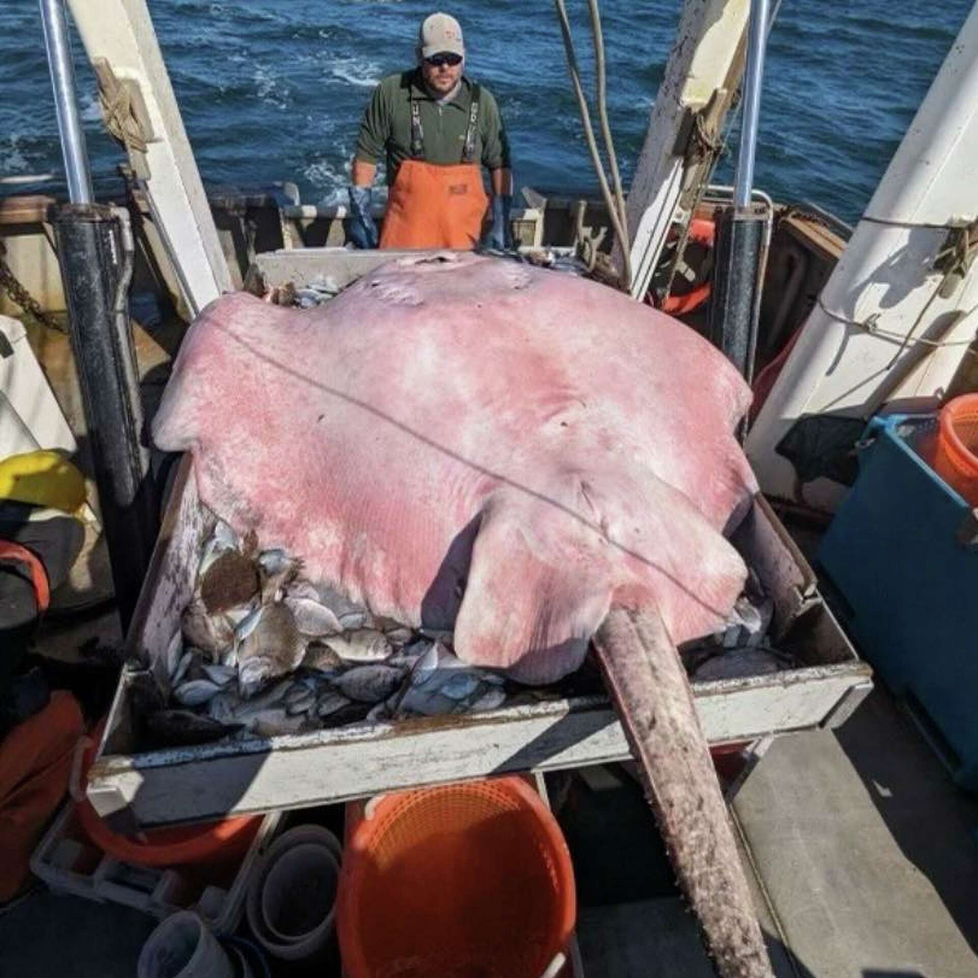 CT crew finds 400-pound stingray in Long Island Sound