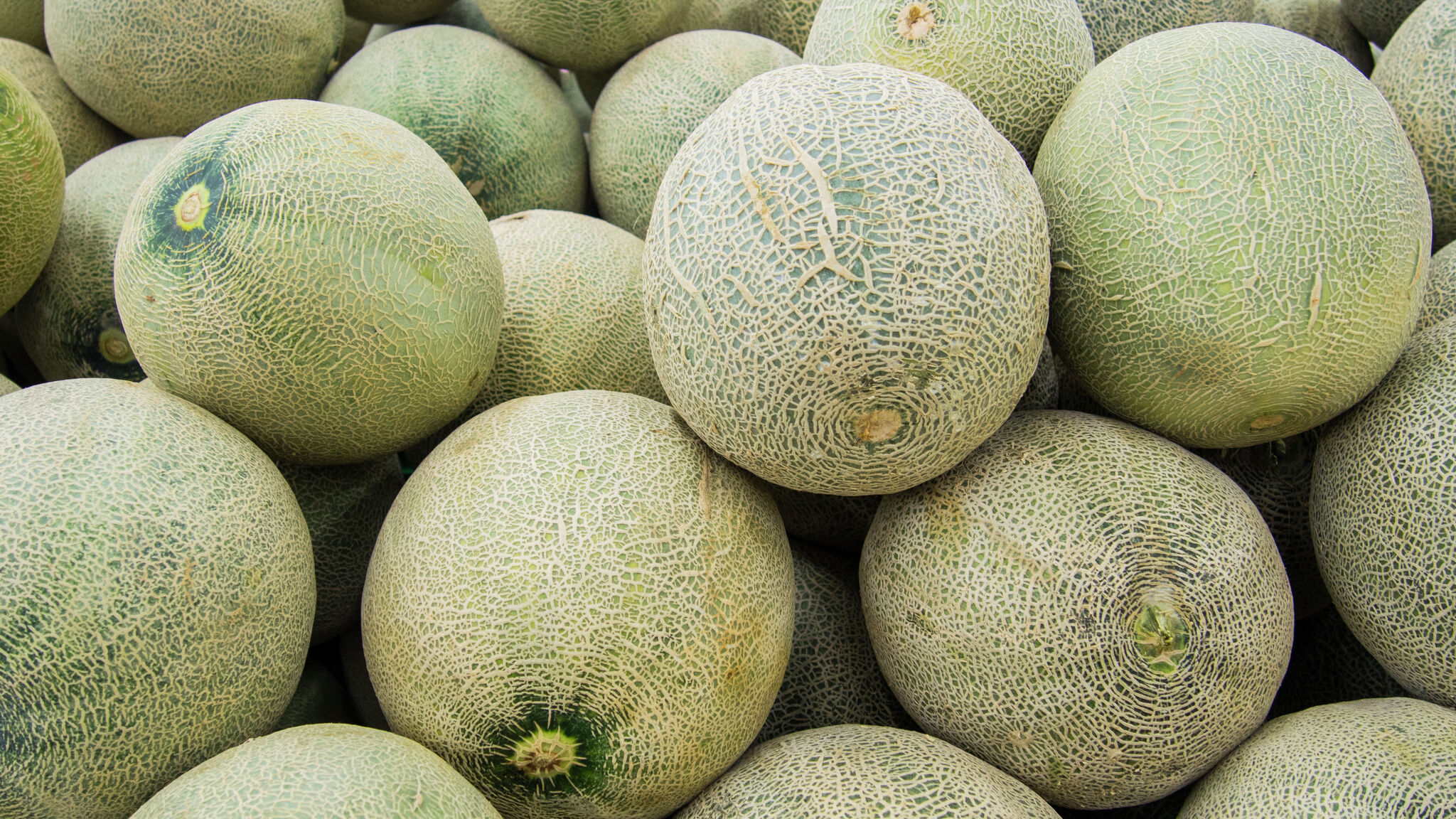 FDA issues cantaloupe recall in 19 states due to salmonella