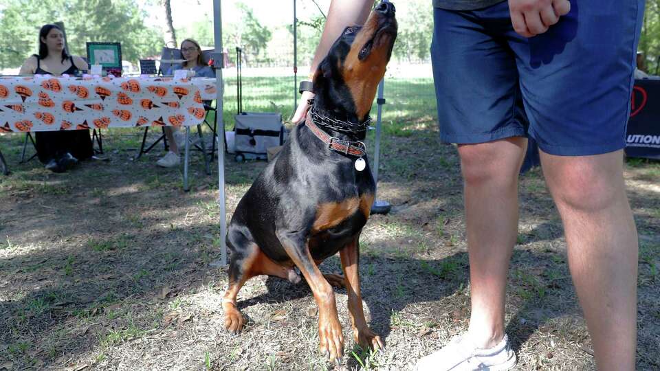 Luke, a doberman pinscher, gets pets from owner Trevor Schmittle at the Hound Hauz, a dog friendly, weekend only venue offering food trucks, beer and music Saturday, Sept. 30, 2023 in Montgomery, TX.