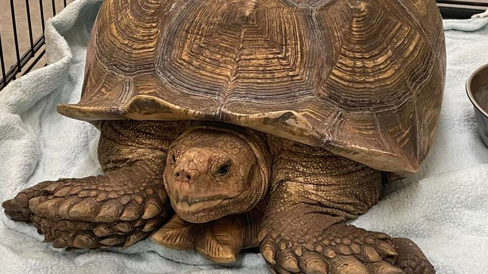 The Galveston County Animal Resource Center housed a female tortoise after she was found in Texas City on Sept. 27, 2023. 