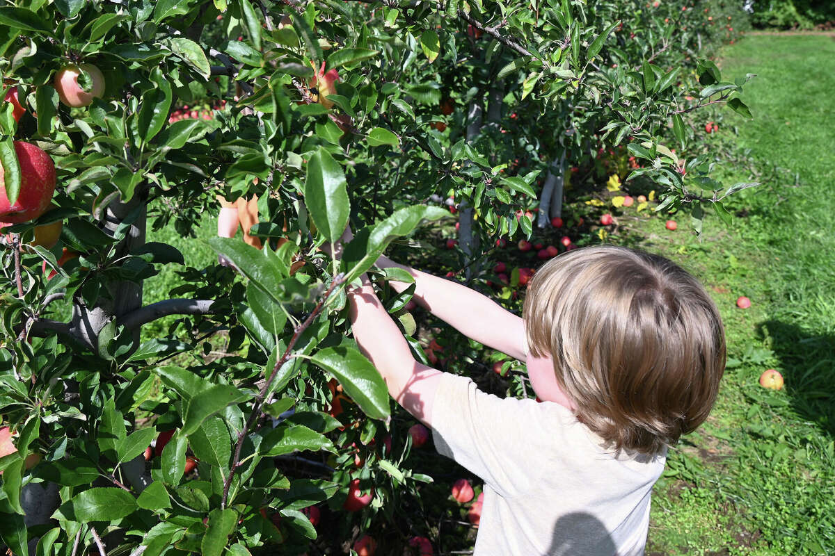 SEEN Apple picking at Beardsley's Cider Mill & Orchard 2023