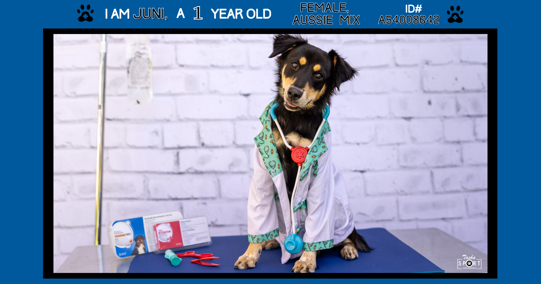 Dogs can go to a RockHounds game next month