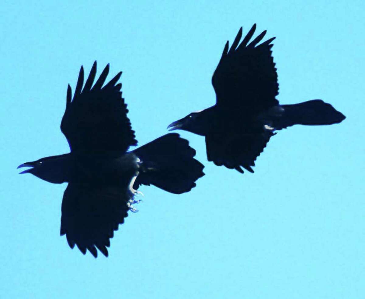 Ravens of Thacher Park are delight in flight