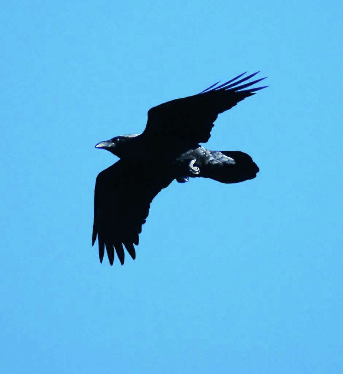 ravens-of-thacher-park-are-delight-in-flight