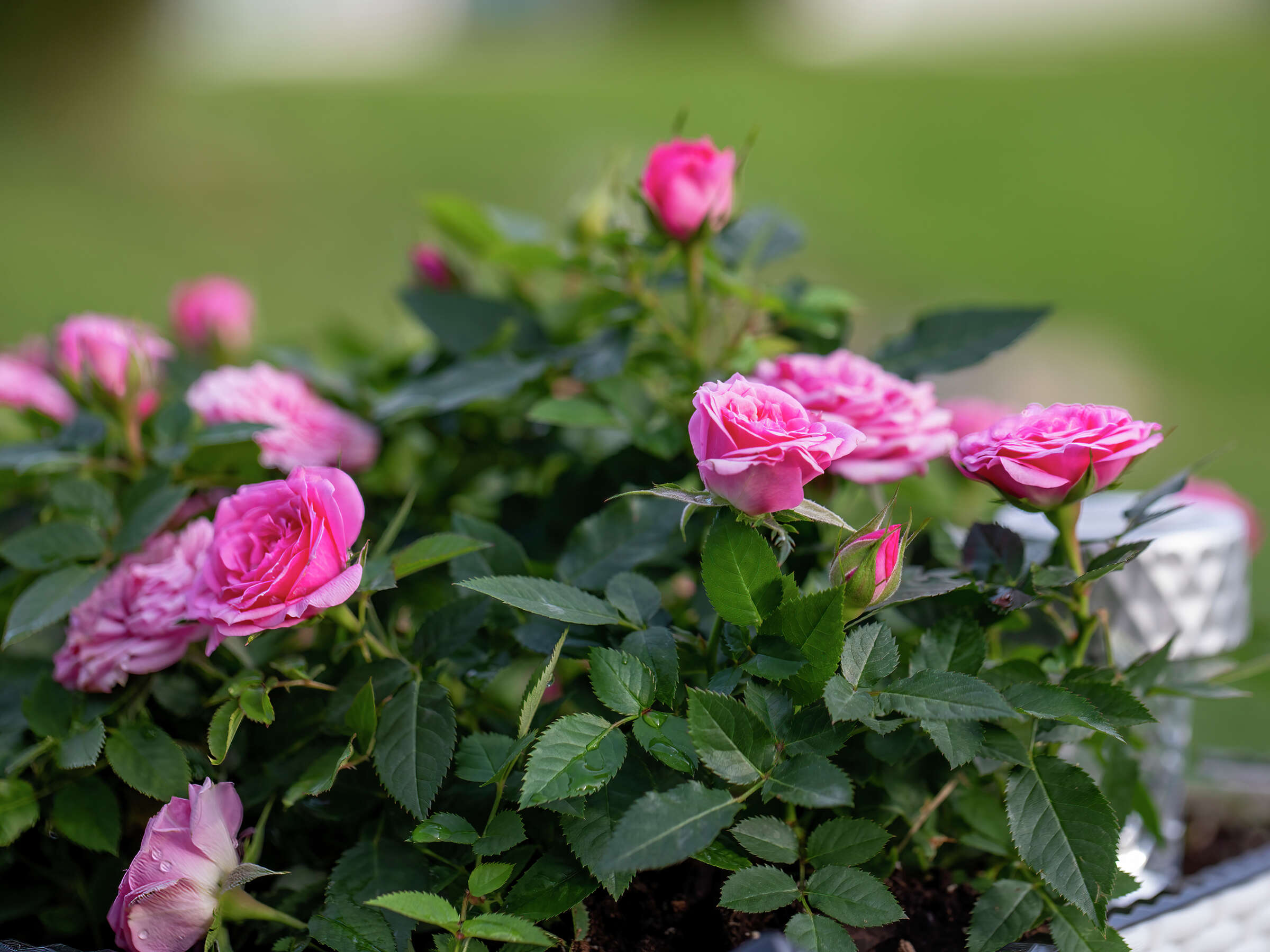 How to Prune Miniature Roses During Winter