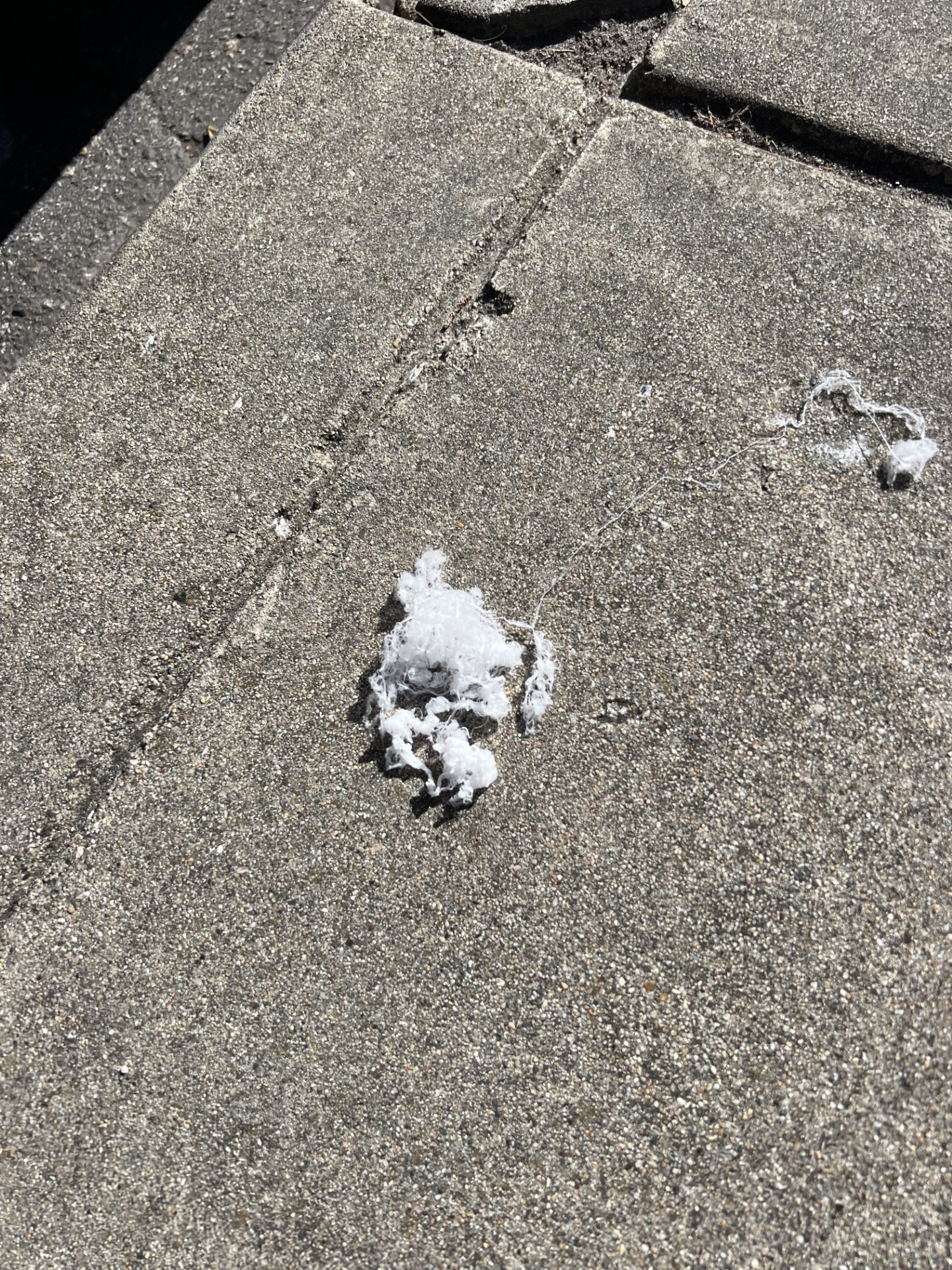 宝宝蜘蛛白色的一团从天空中掉落在旧金山地区