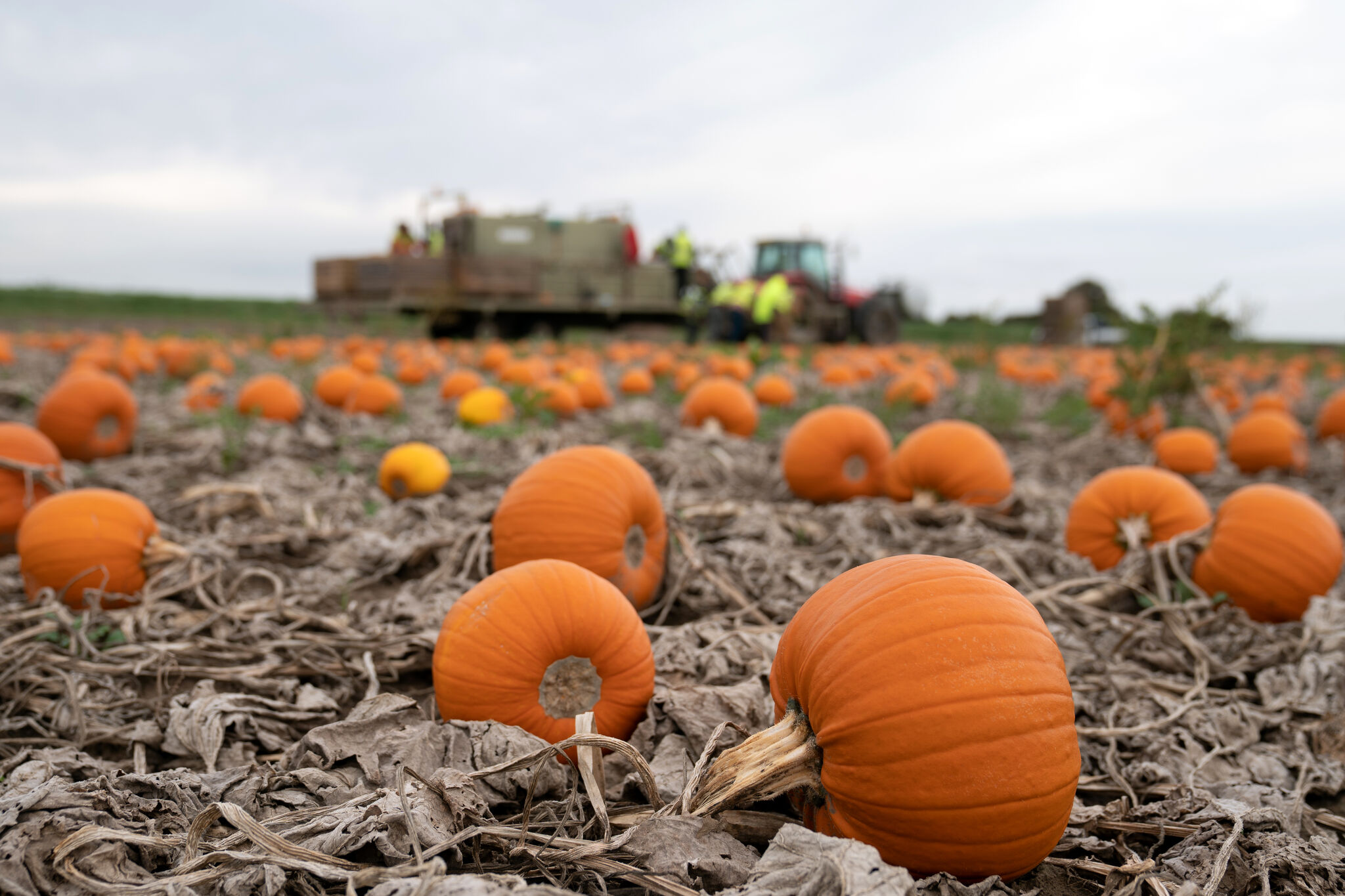 Texas' hot summer is ruining pumpkin crops