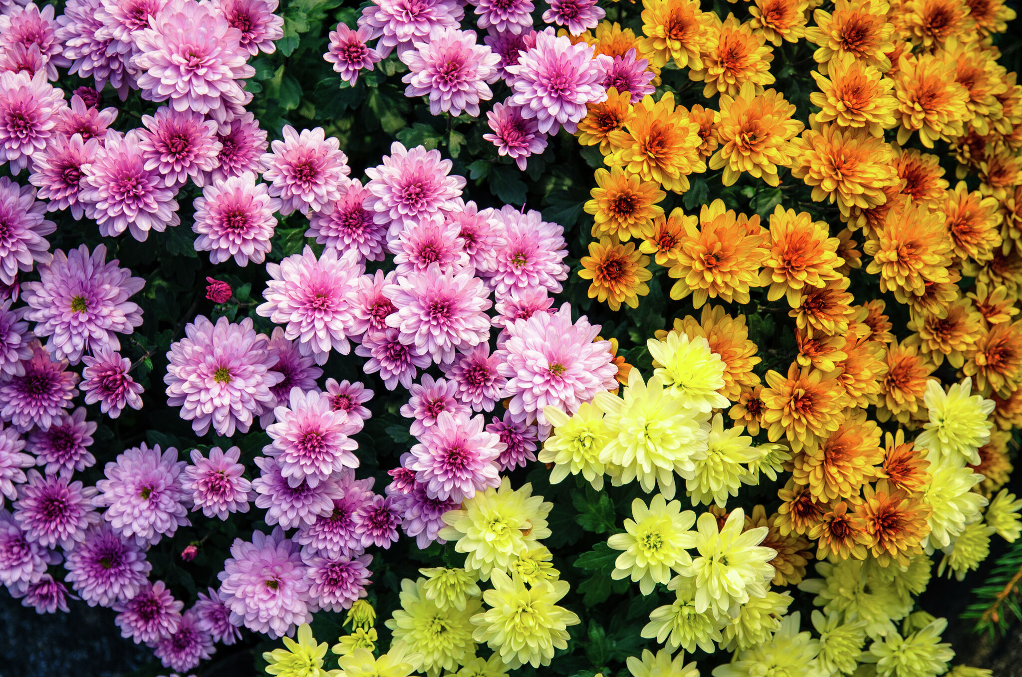 Why Aren't My Mums Blooming? (& How to Force Blooms)