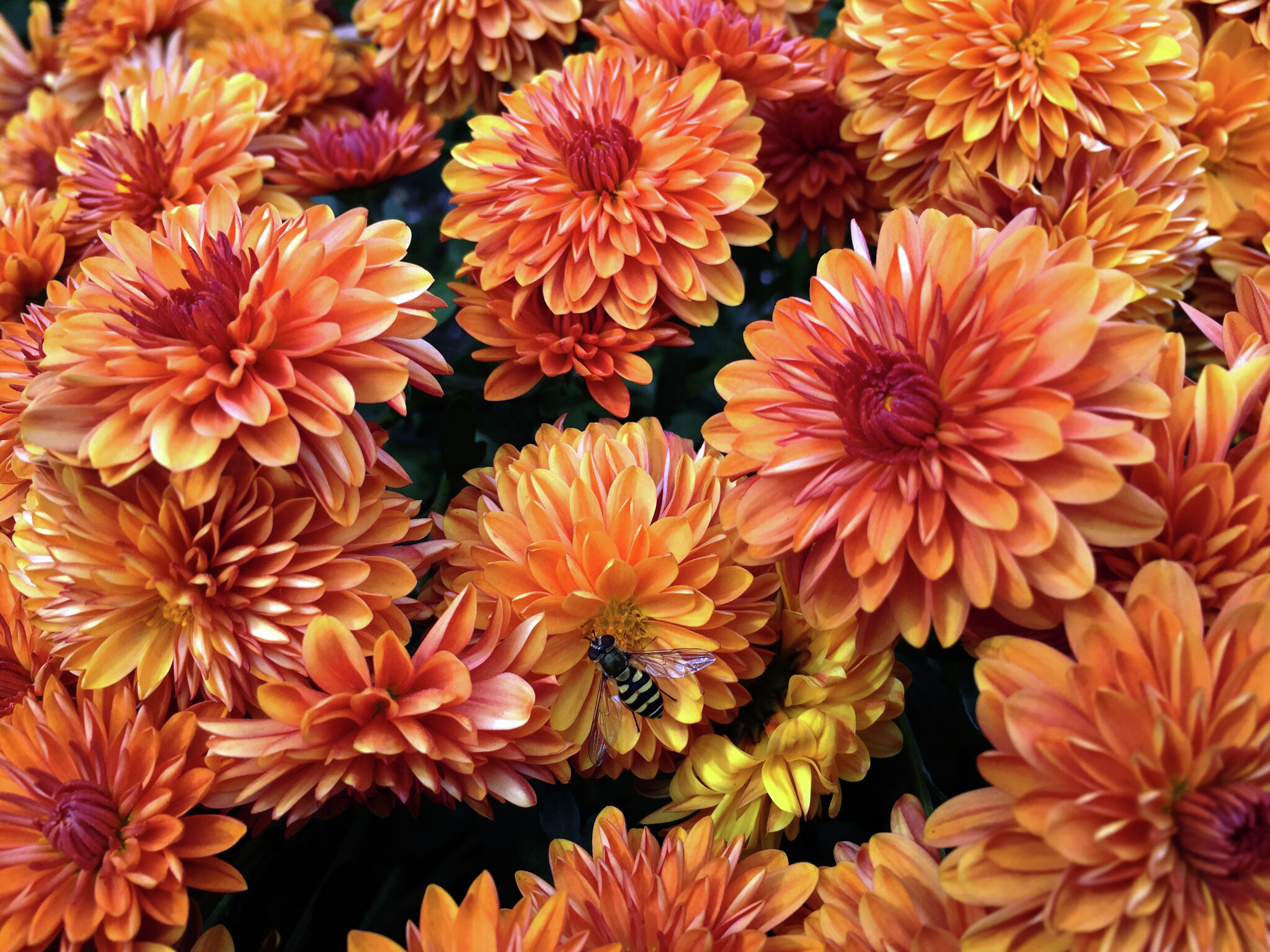 How Late Can You Plant Mums in the Fall?